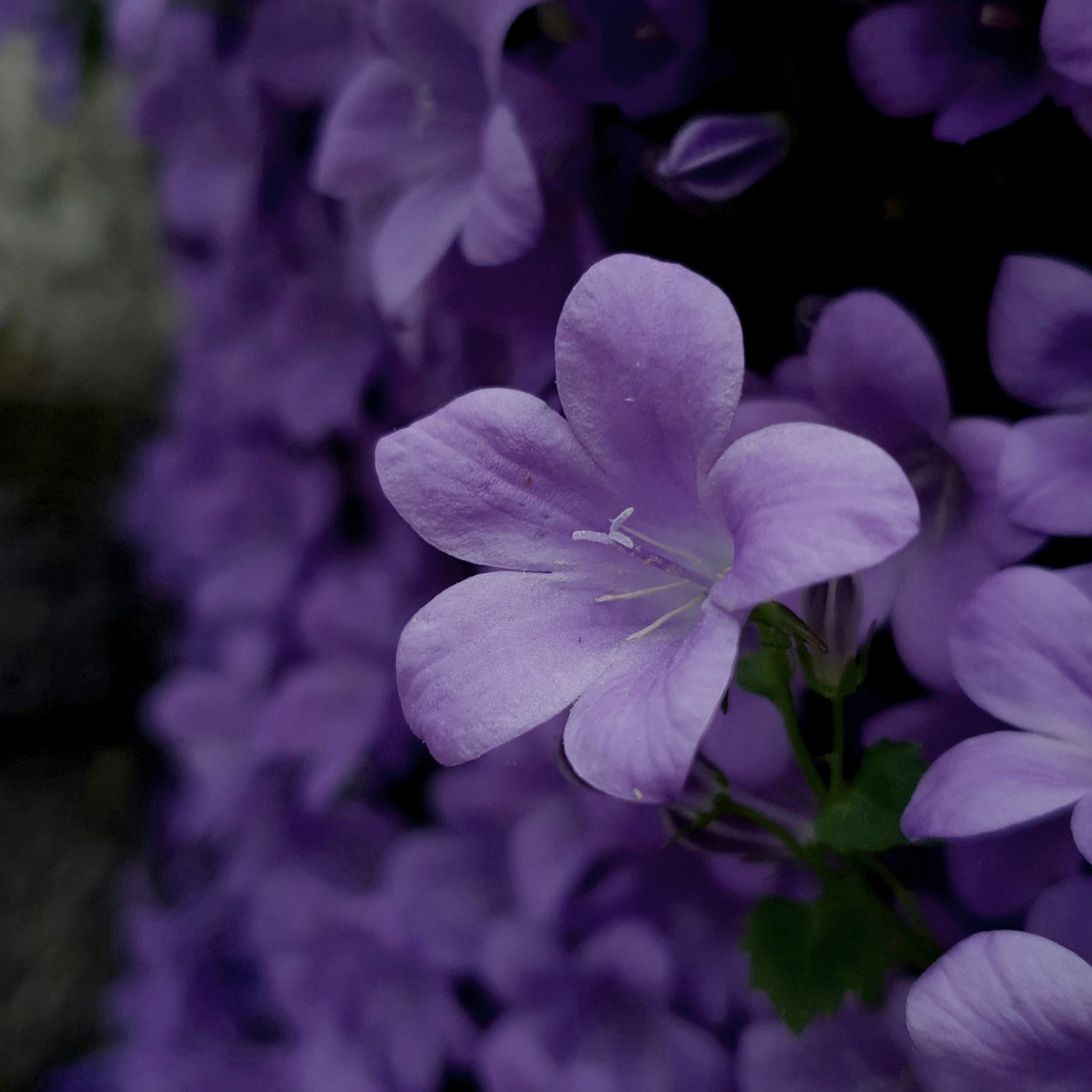 Purple Daze